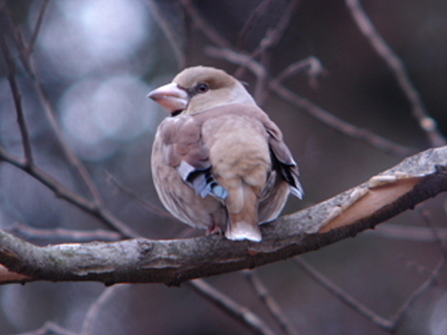 大人の野鳥観察会201403234.jpg