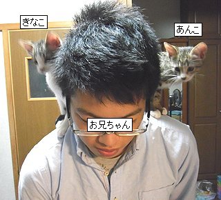 C:\fakepath\お兄ちゃんとにゃんず.JPG