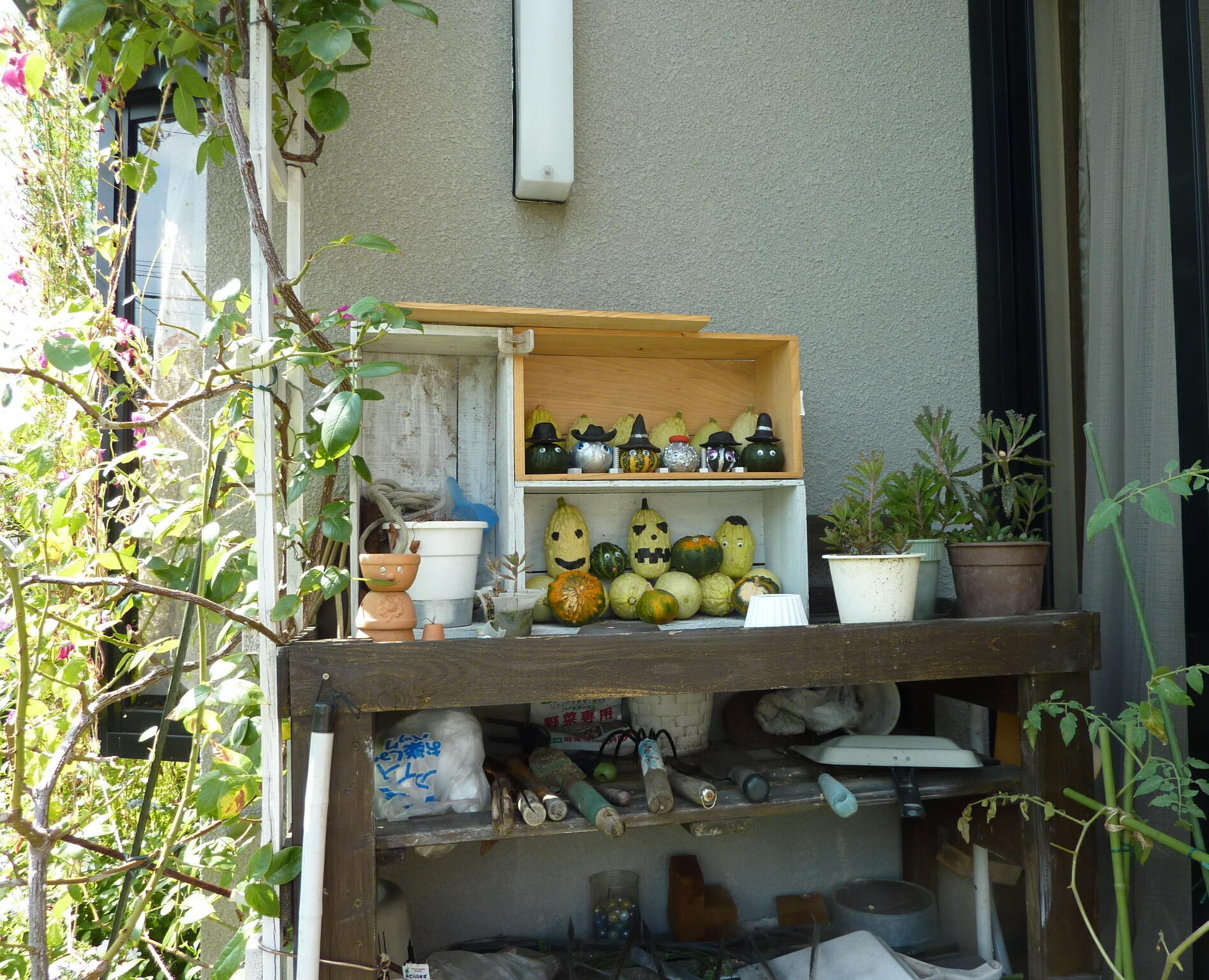120902-kabotya-6.jpg