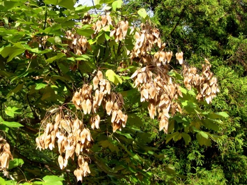 アオギリの果実 秋の昭和記念公園での自然観察 その1 しろうと自然科学者の自然観察日記 楽天ブログ