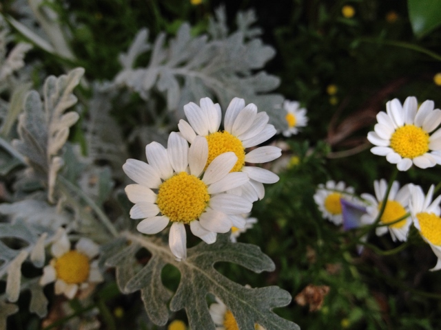 IMG_9353 (640x480).jpg