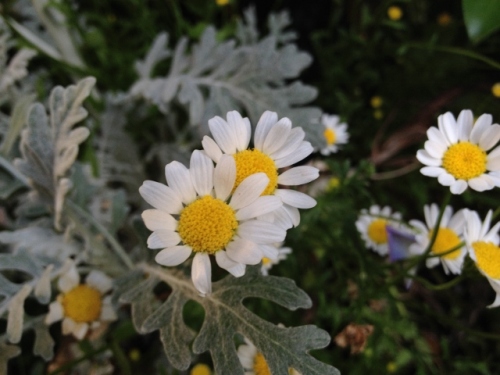 IMG_9353 (640x480).jpg