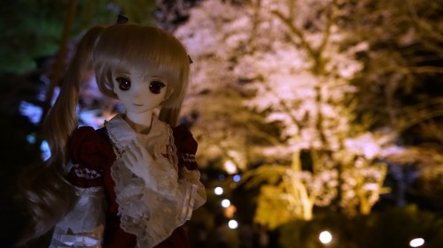 DDちゃん　三井寺夜桜4.jpg