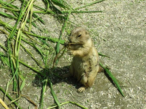 かっこよく食べるプレーリー