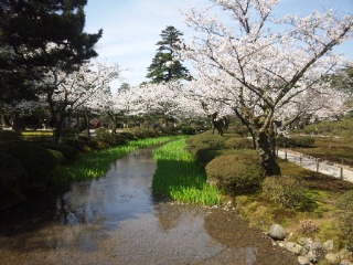 2015年4月　兼六園の桜