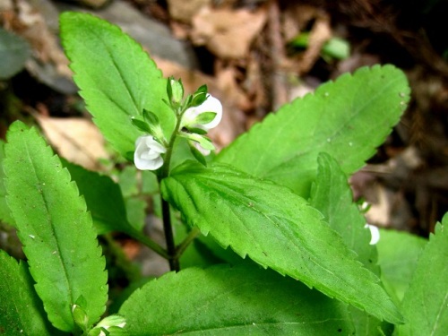 クワガタソウの花 初夏 5月中旬 の高尾山での自然観察 その6 しろうと自然科学者の自然観察日記 楽天ブログ