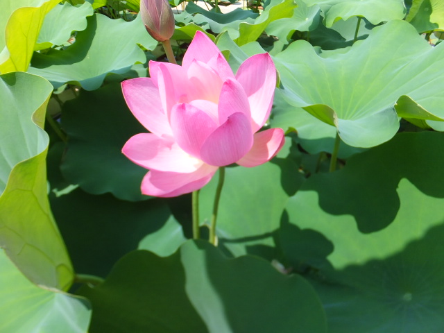 DSCF2762.JPG
