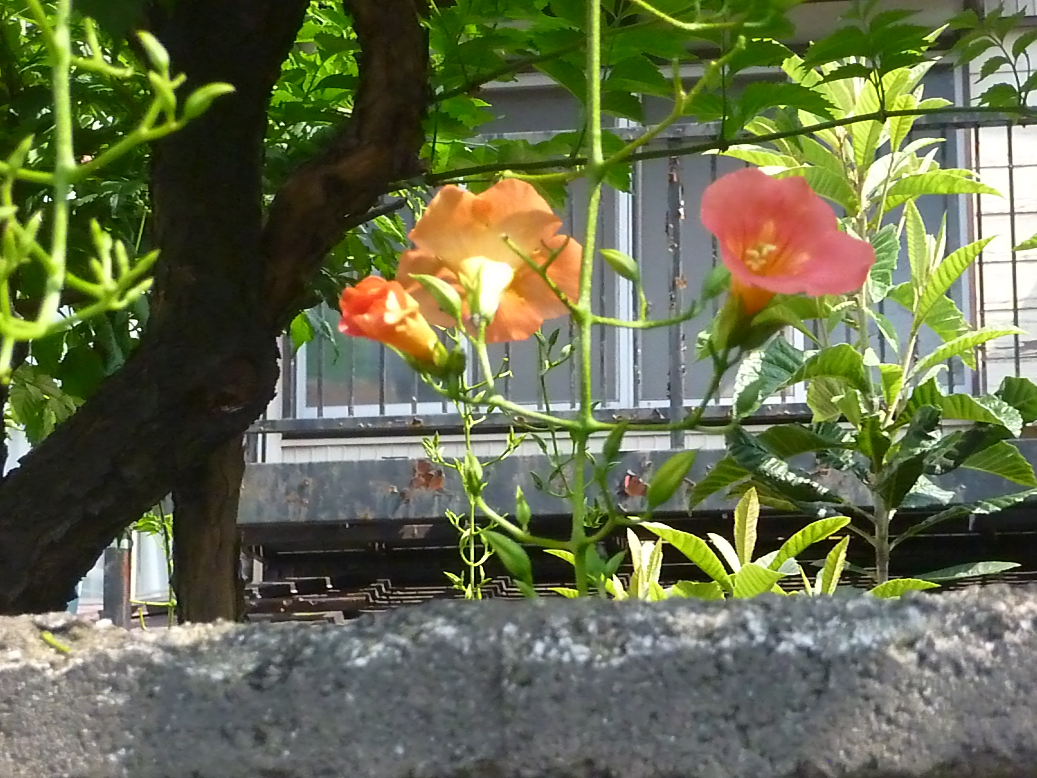 P1130685.JPG