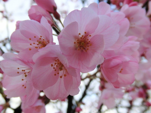 国立劇場の桜