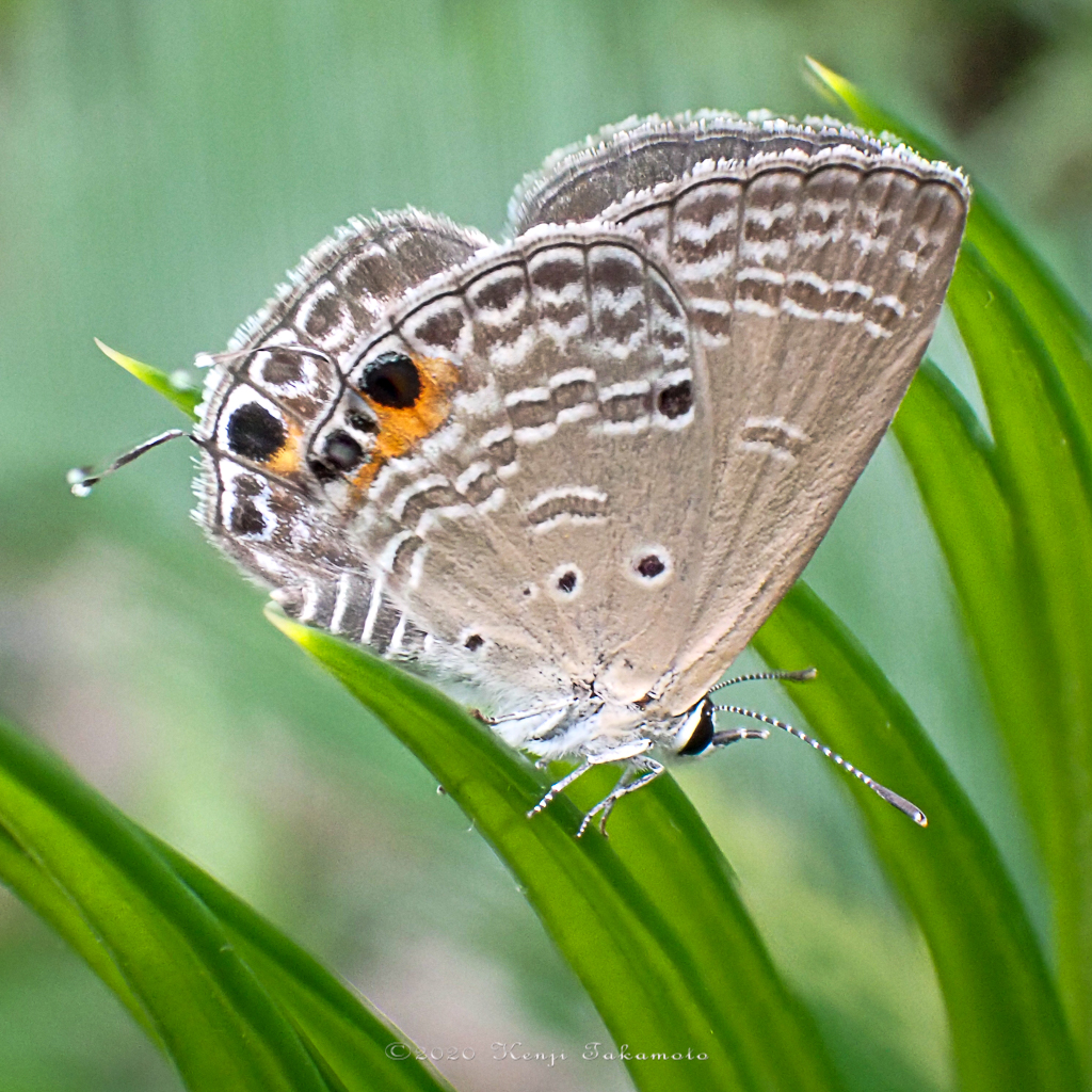 クロマダラソテツシジミ