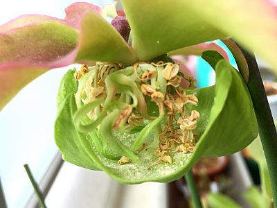 サラセニアの花 僕の食虫植物日記 楽天ブログ