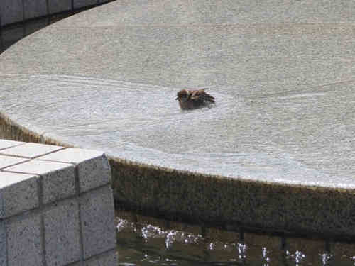 中島みゆき 最終回 歩世亜のつぶやき 楽天ブログ