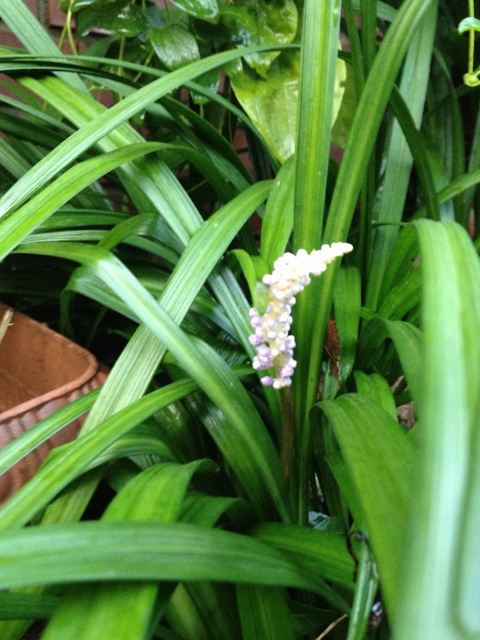 IMG_1358 (480x640).jpg