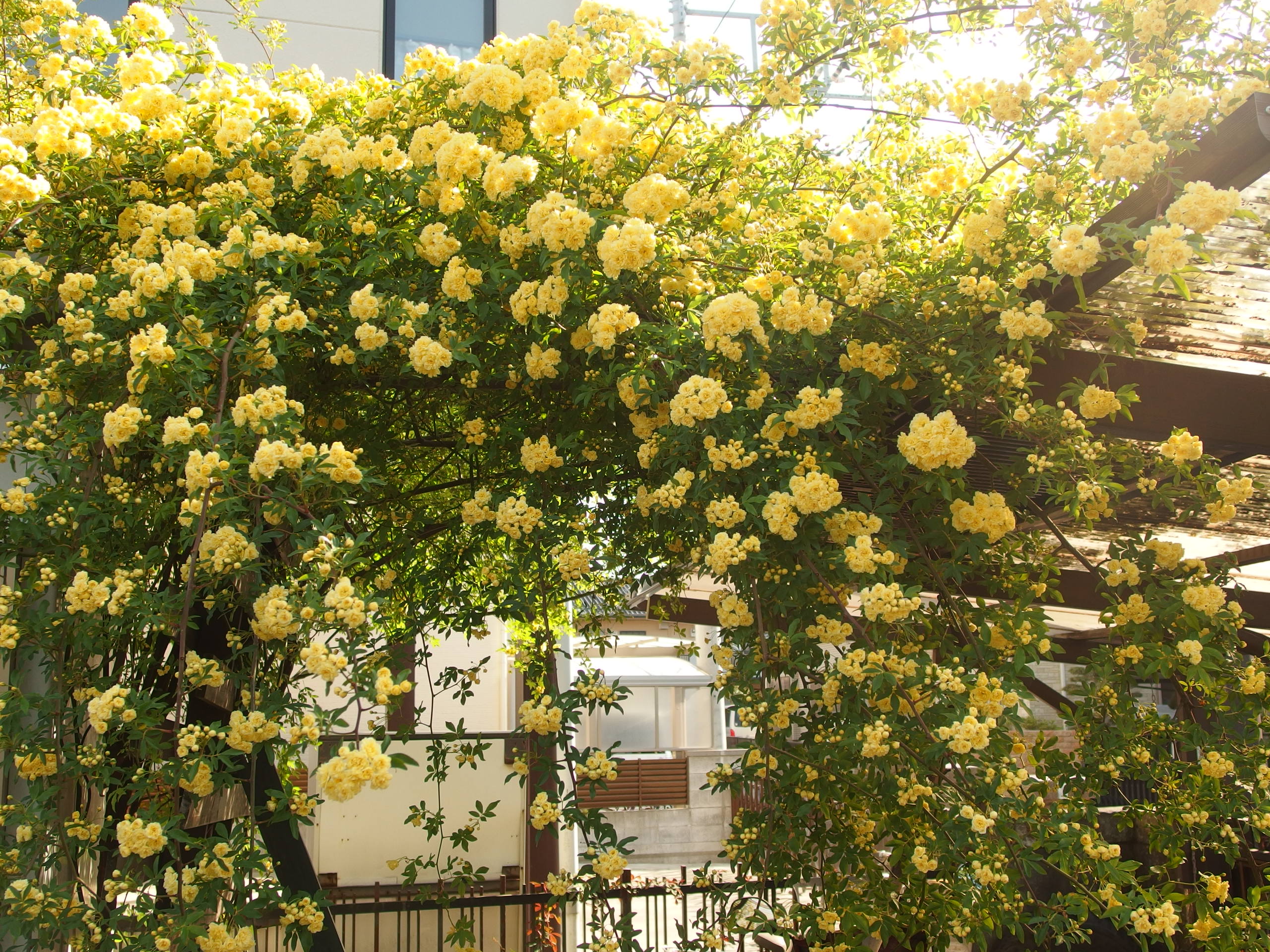 2015-05-01 15.01.52.jpg