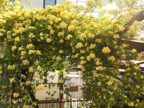 2015-05-01 15.01.52.jpg