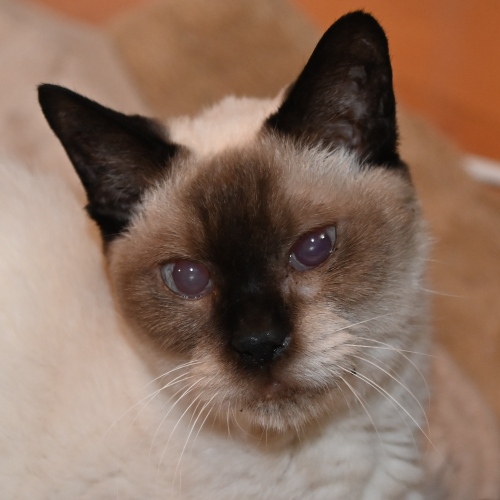 家族紹介用画像フォルダ