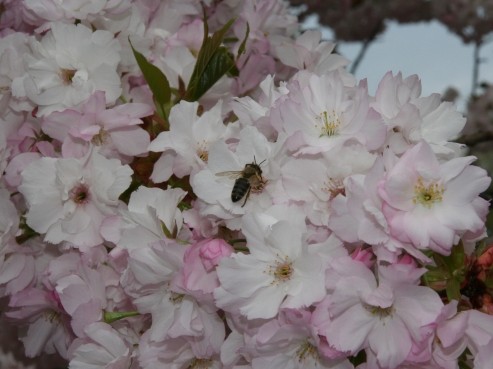 ２０１２桜・ボタニカルガーデン3.jpg