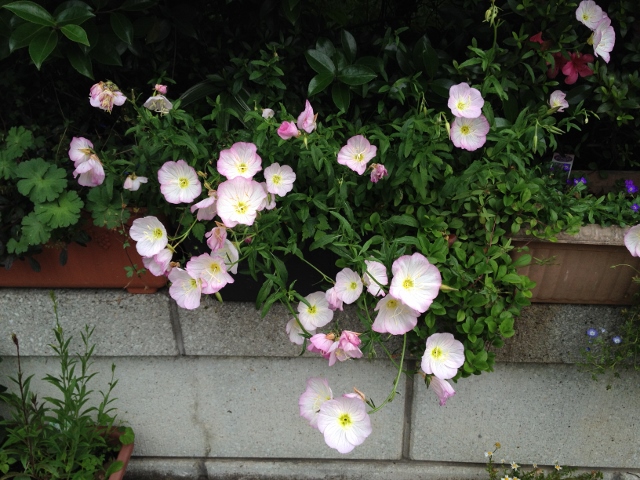 IMG_9149 (640x480).jpg