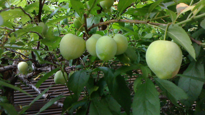NEC_0080.JPG