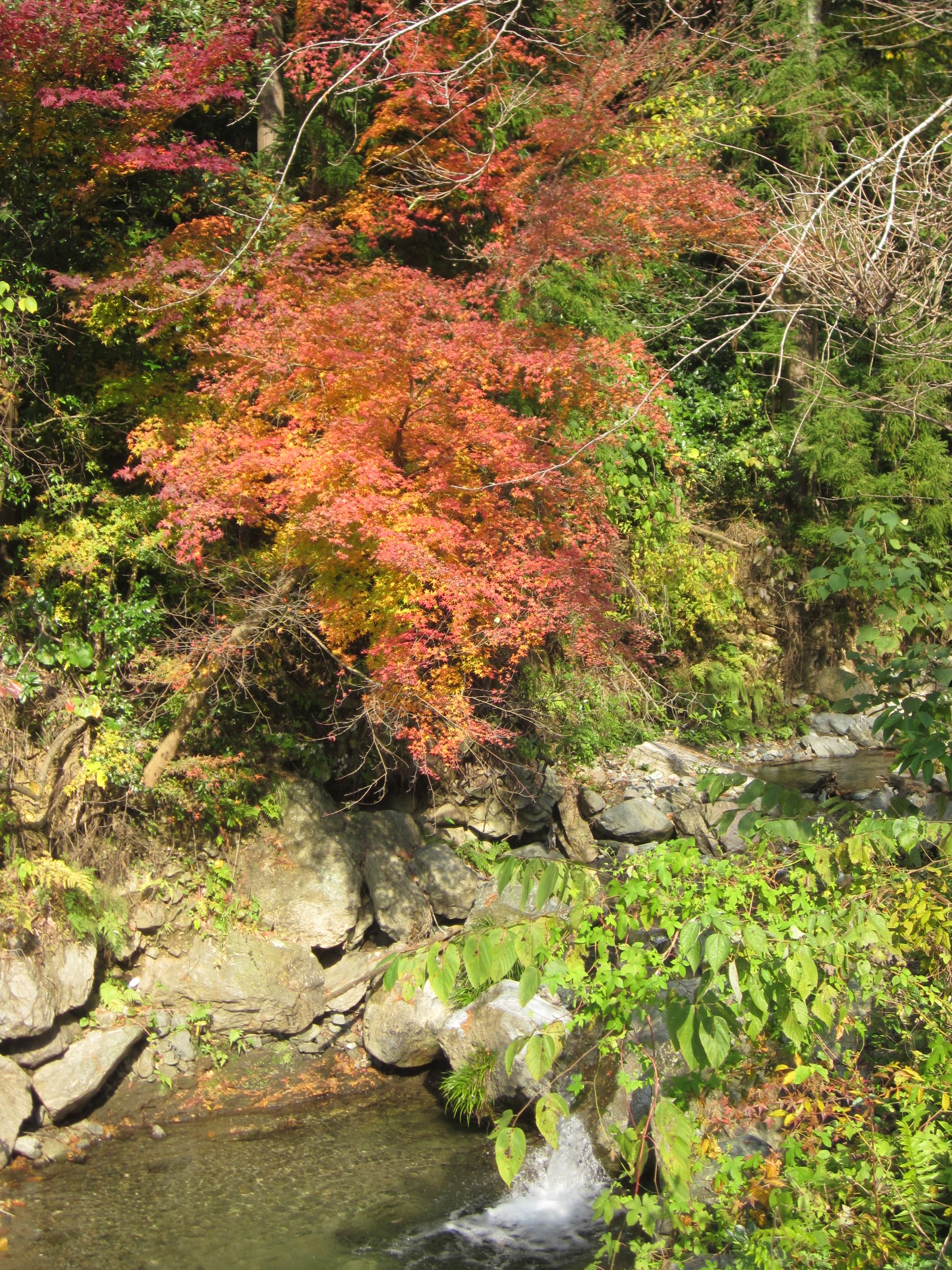 IMG_1679.JPG
