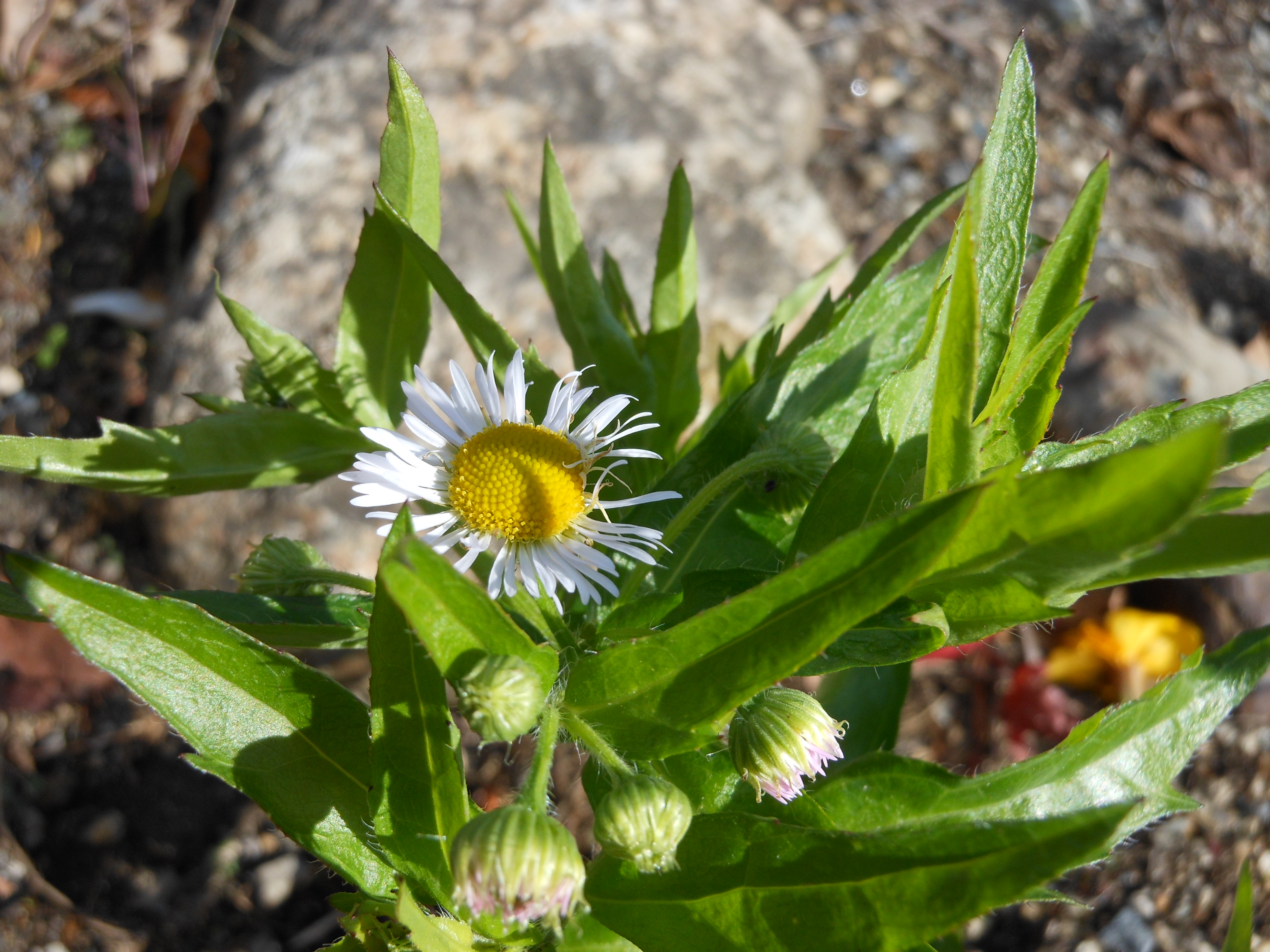 DSCN1029.JPG