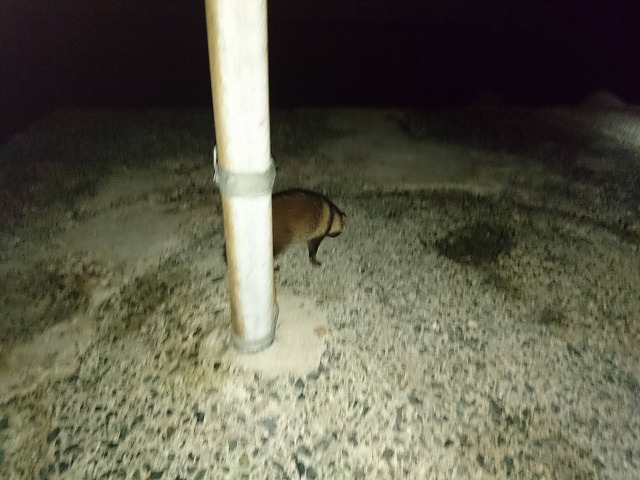 showPhoto (640×480)