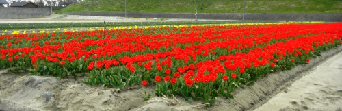チューリップ畑 (2).JPG