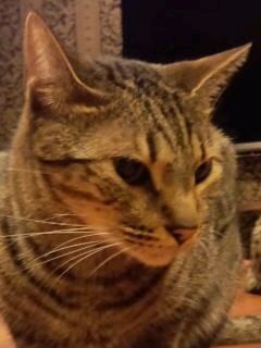 黒目猫の近接写真