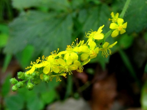 キンミズヒキの花 秋の昭和記念公園での自然観察 その31 しろうと自然科学者の自然観察日記 楽天ブログ