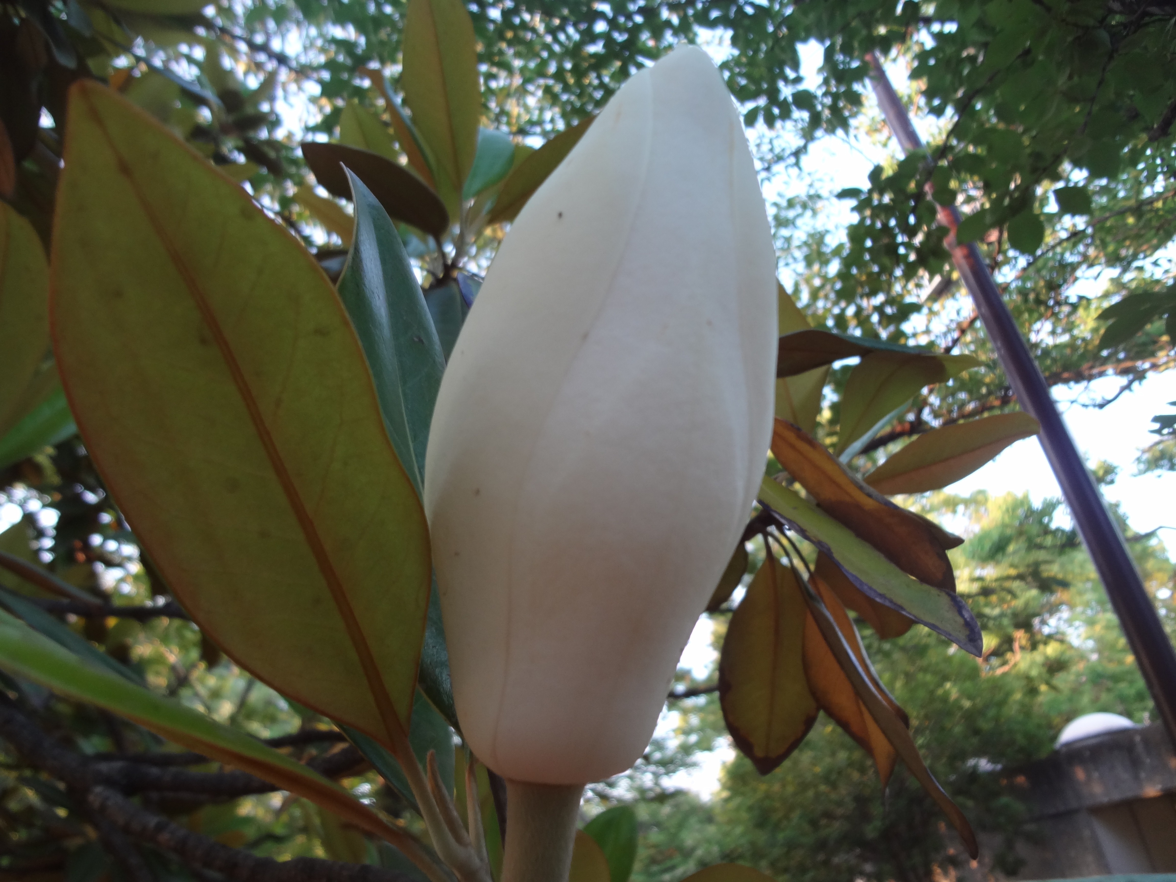 水無月一日朝の蕾
