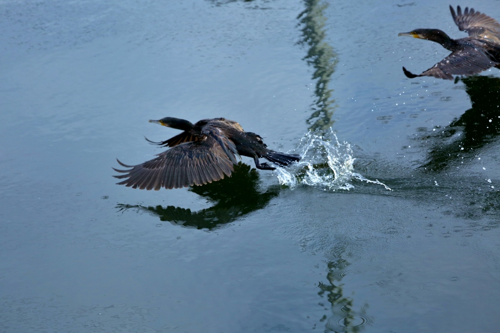 B97A6391 (1024x683).jpg