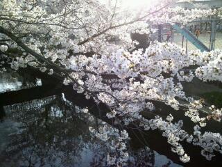 岡山市街の桜　その３