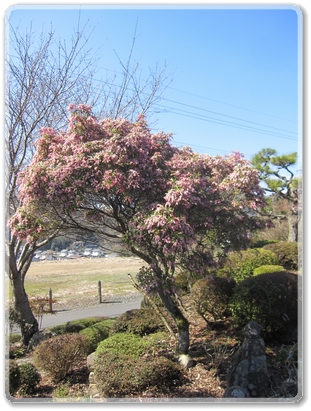 8725町道（戸島線）馬酔木_8725.jpg