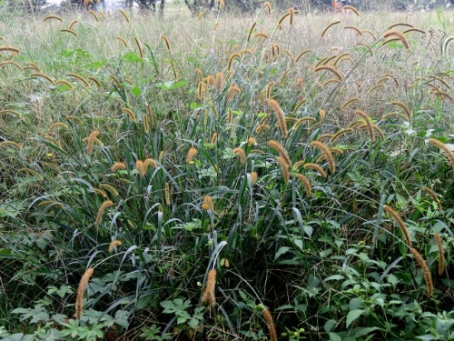 アキノエノコログサの花 花序の色や形に疑問が残ったエノコログサも 立川市 泉町西公園での自然観察 その10 しろうと自然科学者の自然観察日記 楽天ブログ