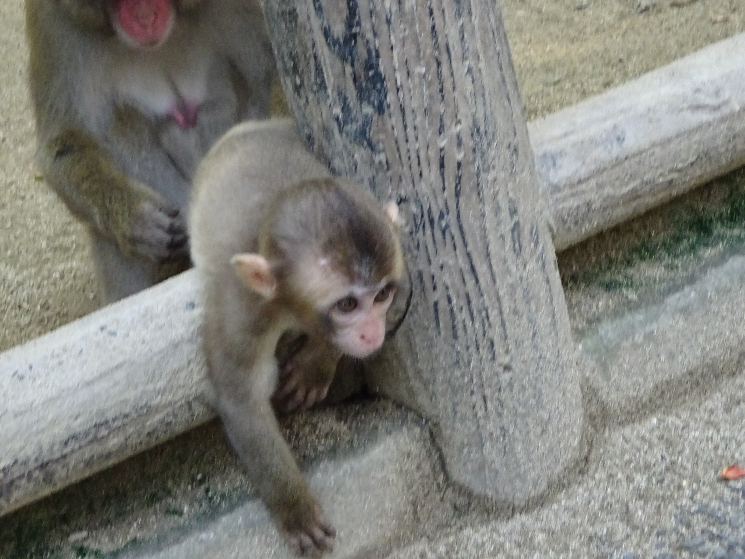 DSC04710.JPG