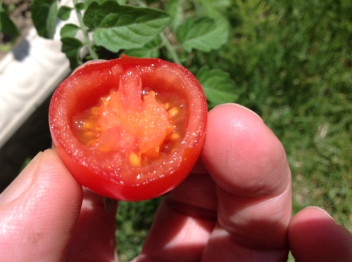 ミニトマト　がぶり.jpg