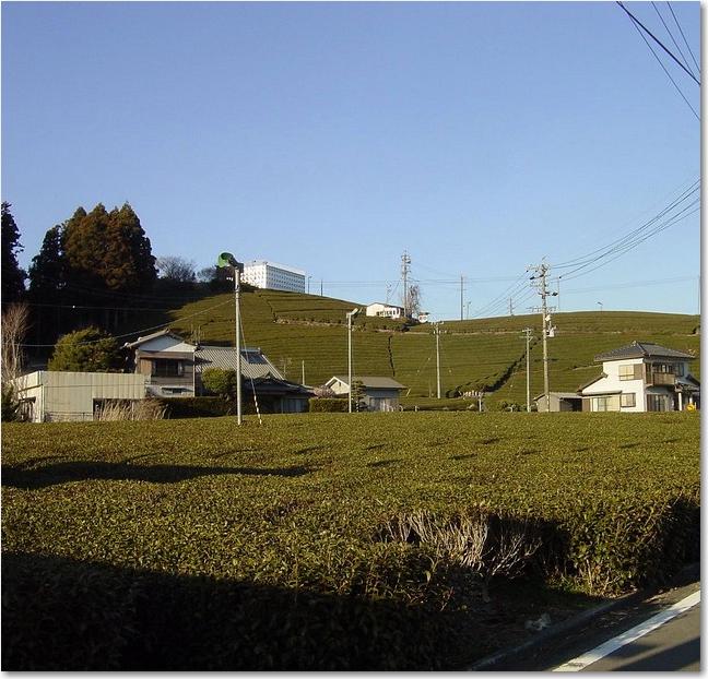 11お茶の国.JPG