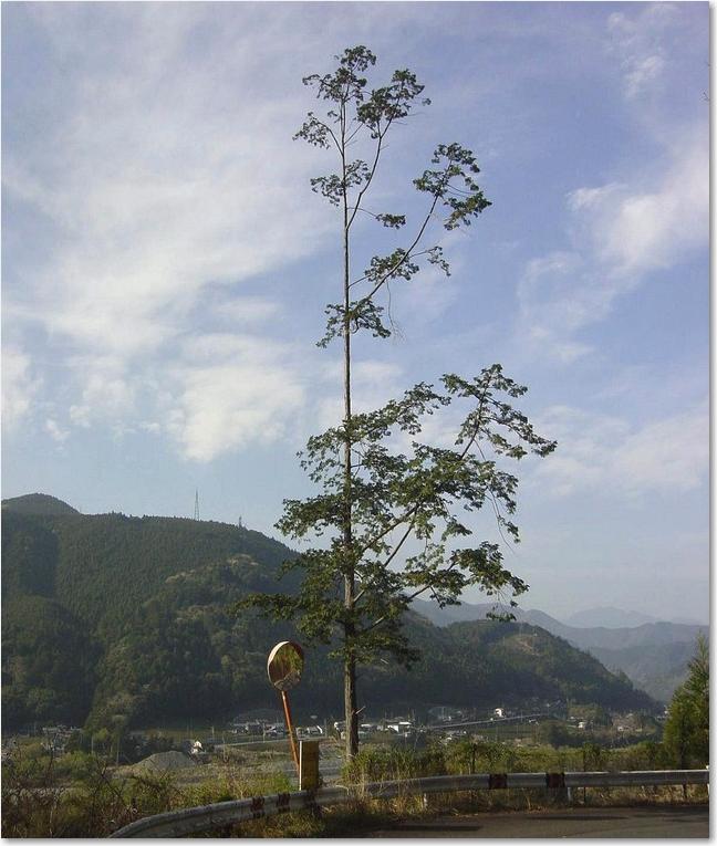 14一本の木.JPG