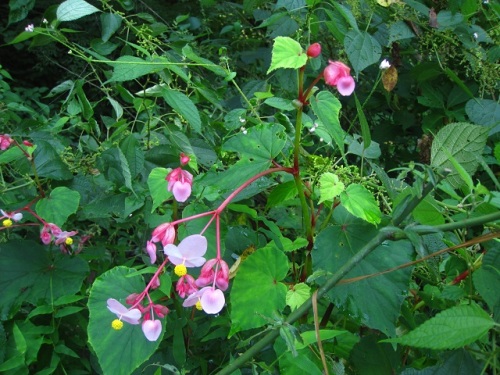 シュウカイドウの花 秋 9月初旬 の高尾山での自然観察 その9 しろうと自然科学者の自然観察日記 楽天ブログ