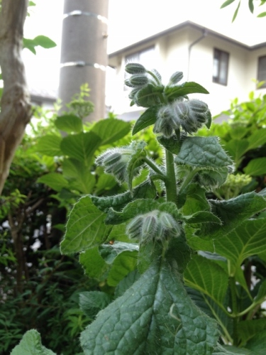 IMG_8955 (480x640).jpg