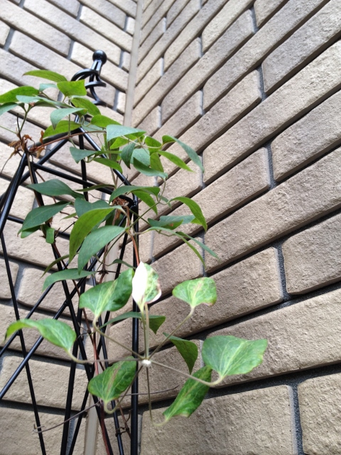 IMG_9208 (480x640).jpg