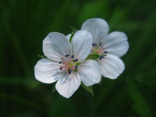 ゲンノショウコの花 夏 7月下旬 の高尾山での自然観察 その4 しろうと自然科学者の自然観察日記 楽天ブログ