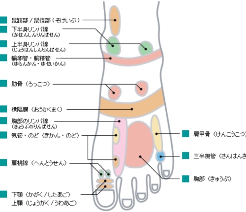 足の甲 リンパひろママのブログ 楽天ブログ