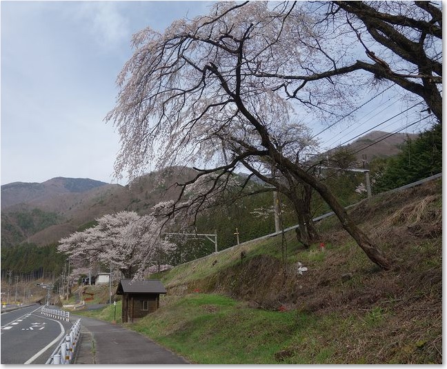 51築堤の桜