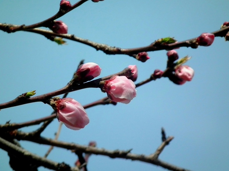 桜 19.jpg