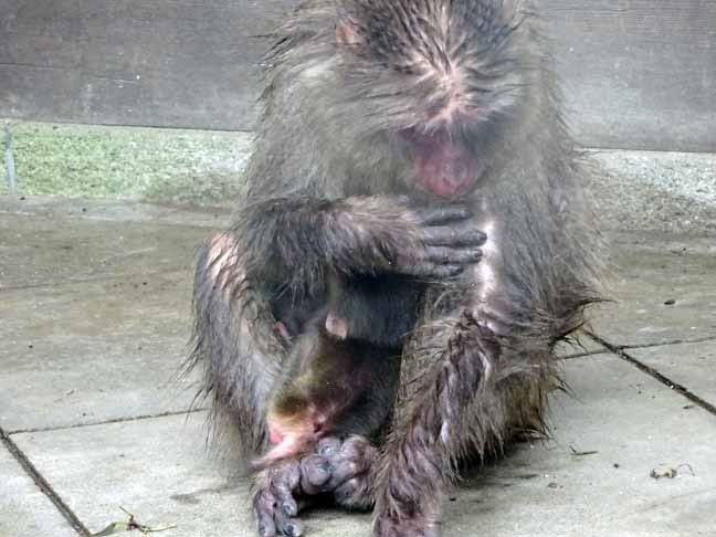 雨の日の猿君 (5).JPG