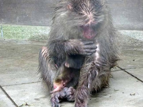 雨の日の猿君 (5).JPG