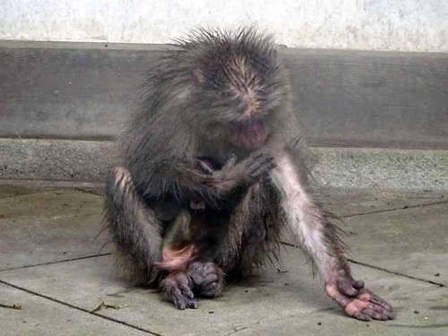 雨の日の猿君 (4).JPG