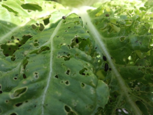 早植えのハクサイは害虫との戦い 特に黒くて小さい虫のダイコンサルハムシ 家庭菜園デザインノート 楽天ブログ