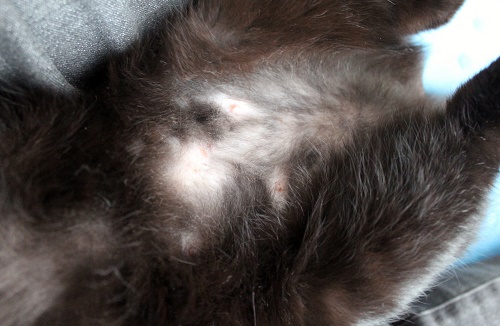 ラスター発疹 (2).JPG